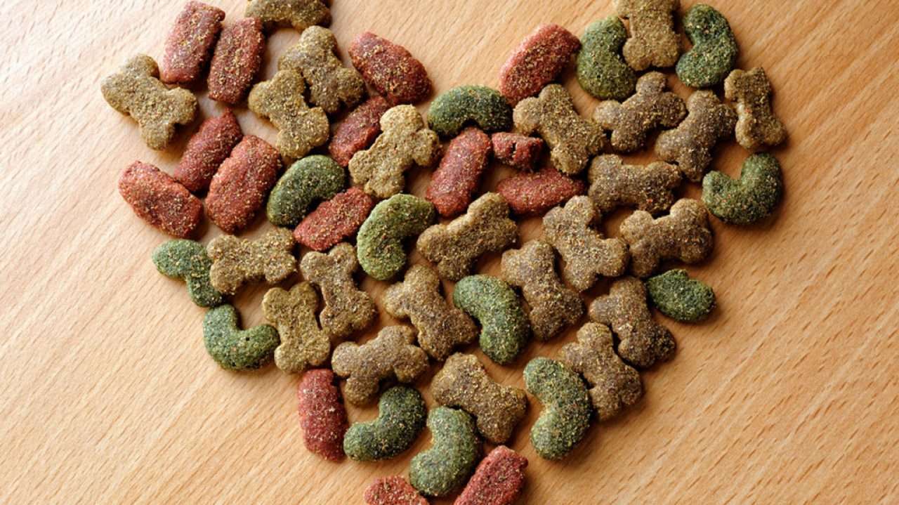 Alimentação saudável para o seu pet: quais alimentos são seguros e quais evitar