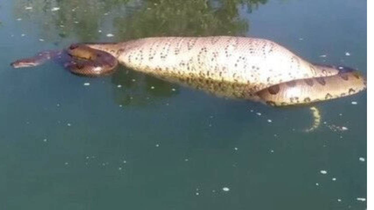Vídeo mostra pescadores encontrando sucuri gigante em Goiás