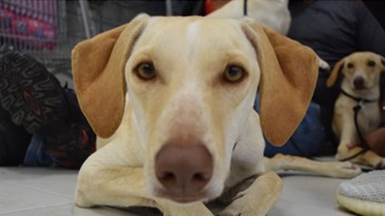 Lei que obriga o registro de animais domésticos é protocolada no Rio de Janeiro