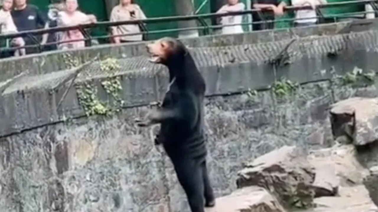 Zoológico da China levanta dúvidas sobre urso “fantasiado”