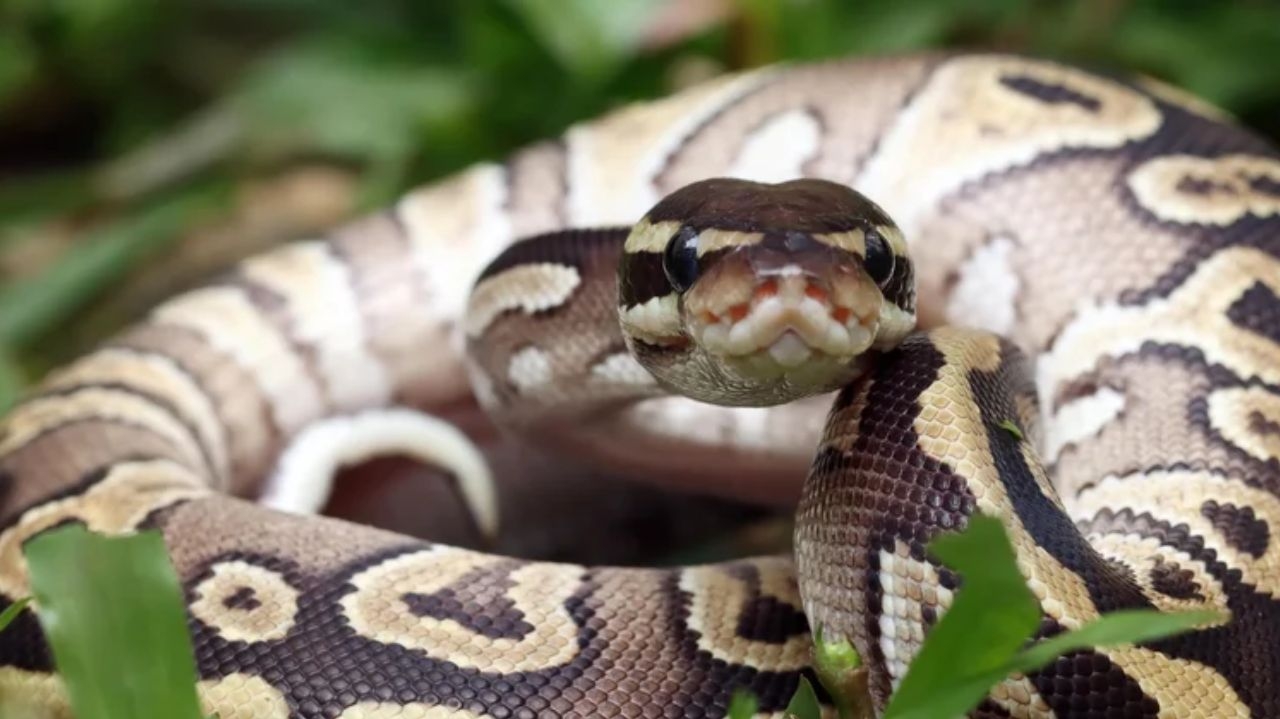 Desafio Píton começa nesta sexta-feira e promete prêmio de até US$ 30 mil