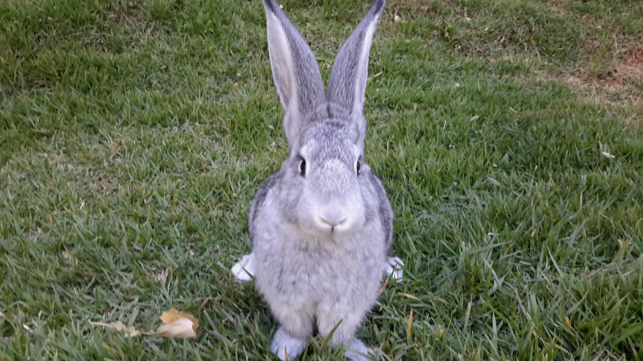 Conheça a raça de coelho entre 60cm a 70cm que pode chegar a 10kg