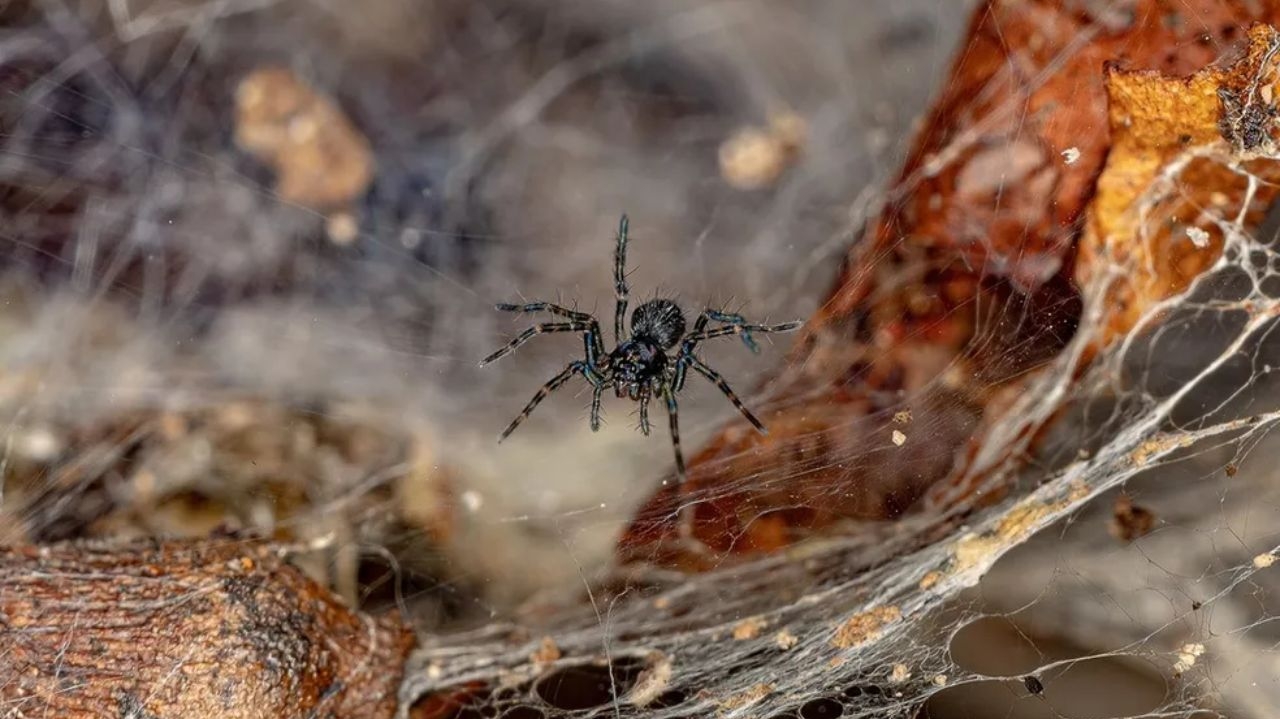 Desvendando o brilho noturno: veja a fascinante ciência do “tapetum lucidum”