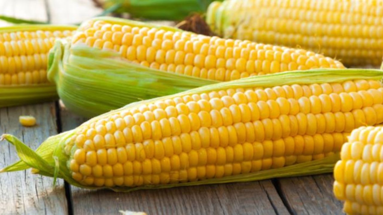 Brasil ultrapassa EUA e se consagra como o maior exportador global de milho
