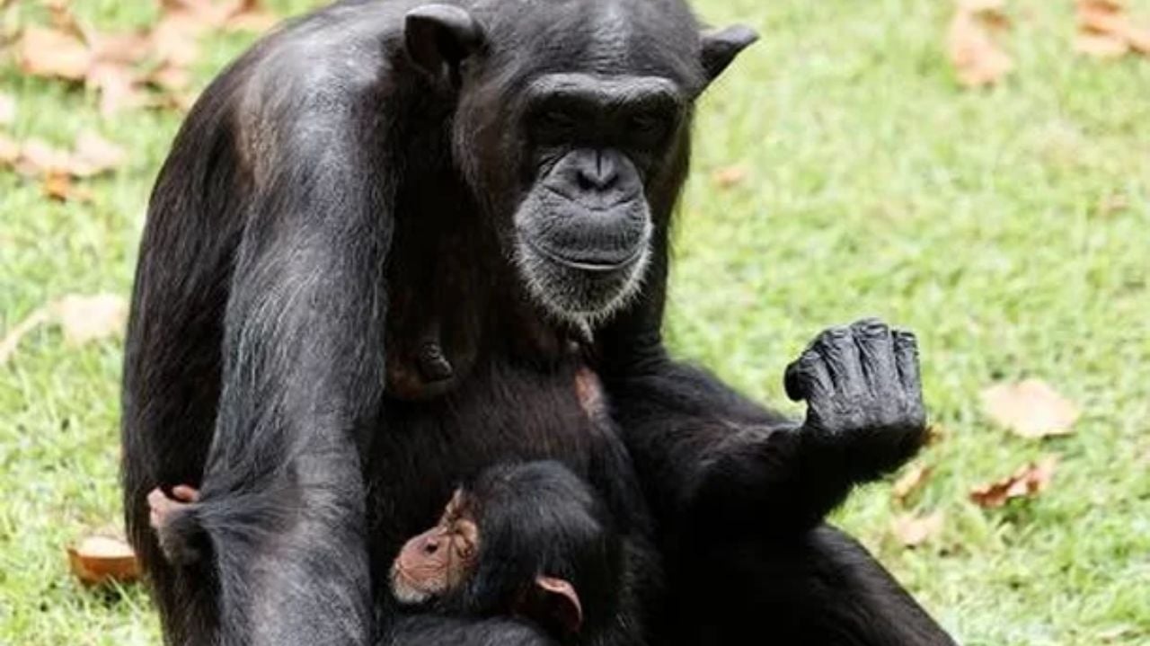 Bebê chimpanzé abraça mãe adotiva após tratamento por picada de cobra
