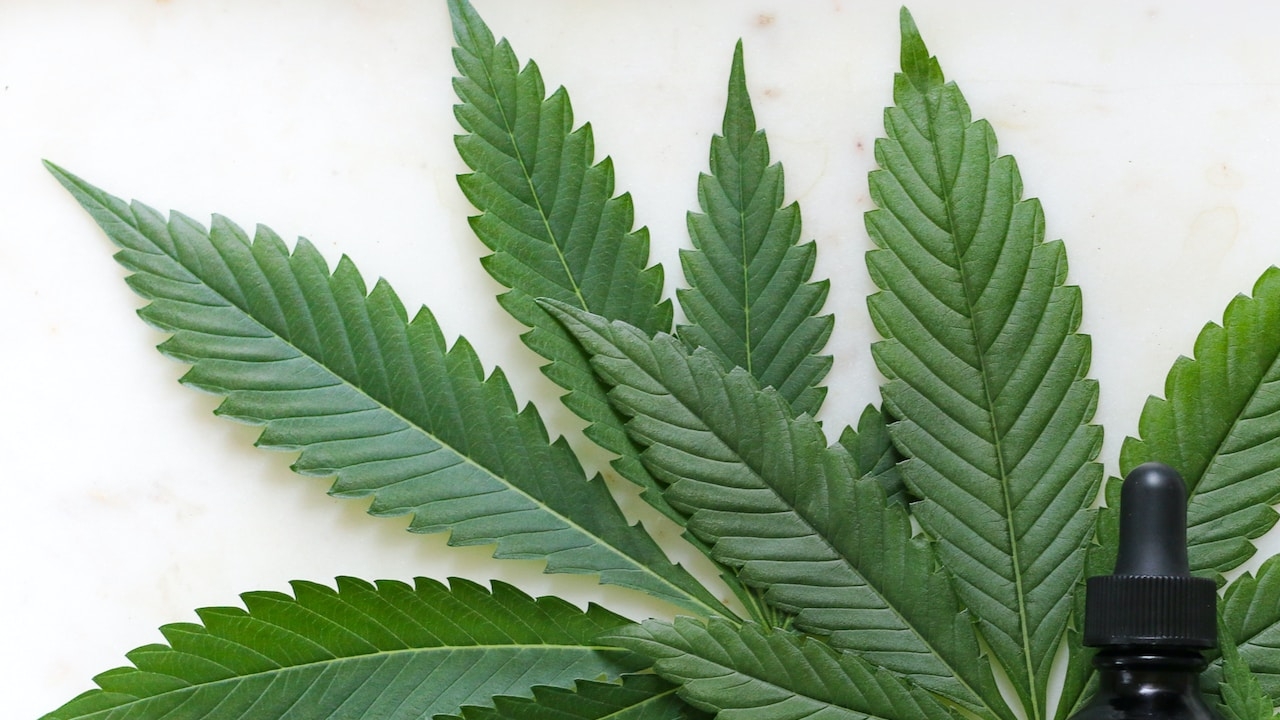 STJ permite cultivo de maconha para fins medicinais