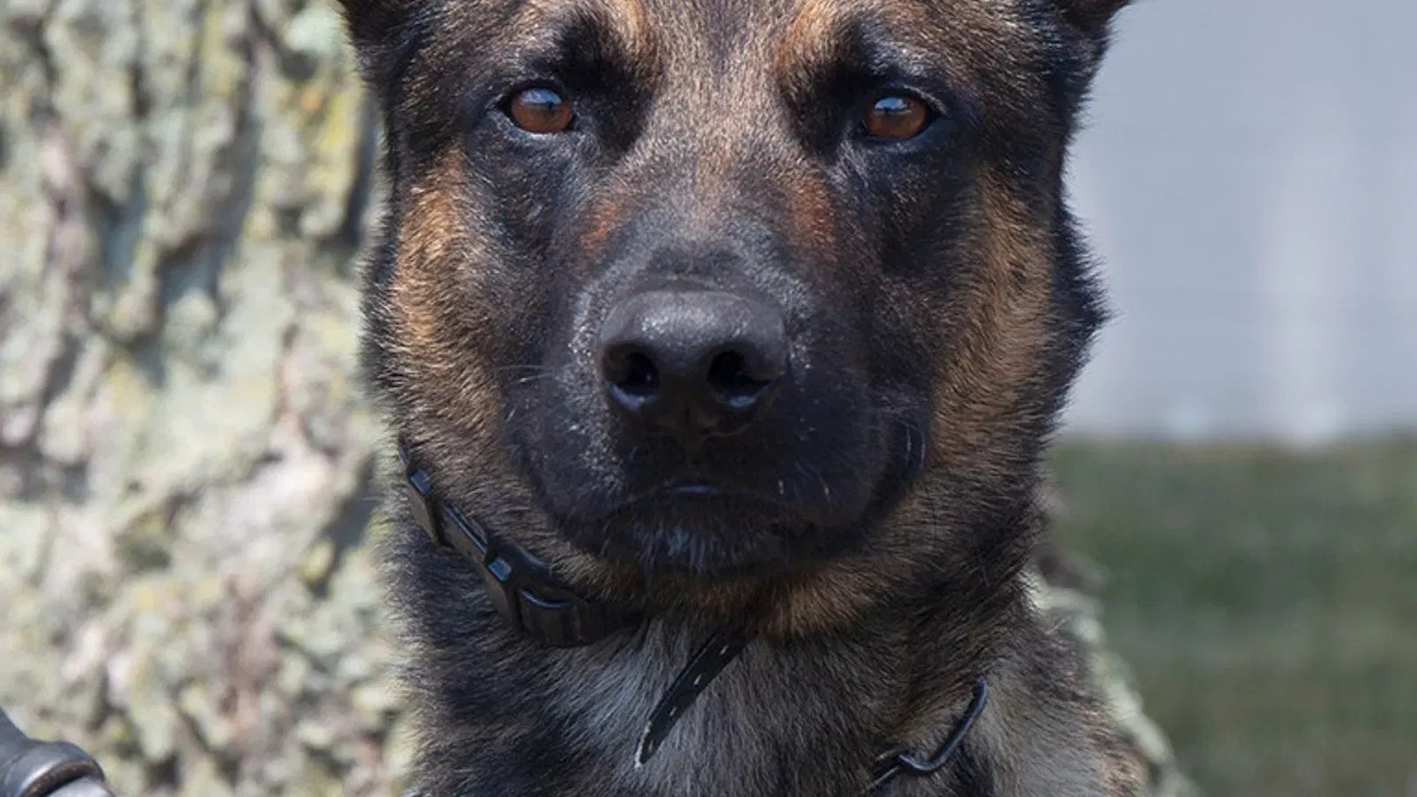 Cão policial captura fugitivo Danilo Cavalcante nos EUA