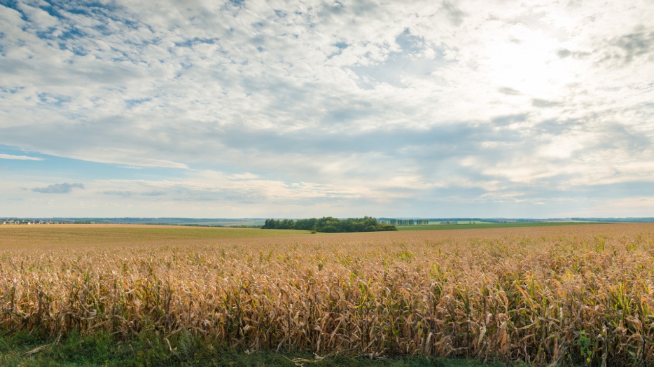 Polônia não vai mais ajudar a Ucrânia enviando armamentos por conta da crise dos grãos