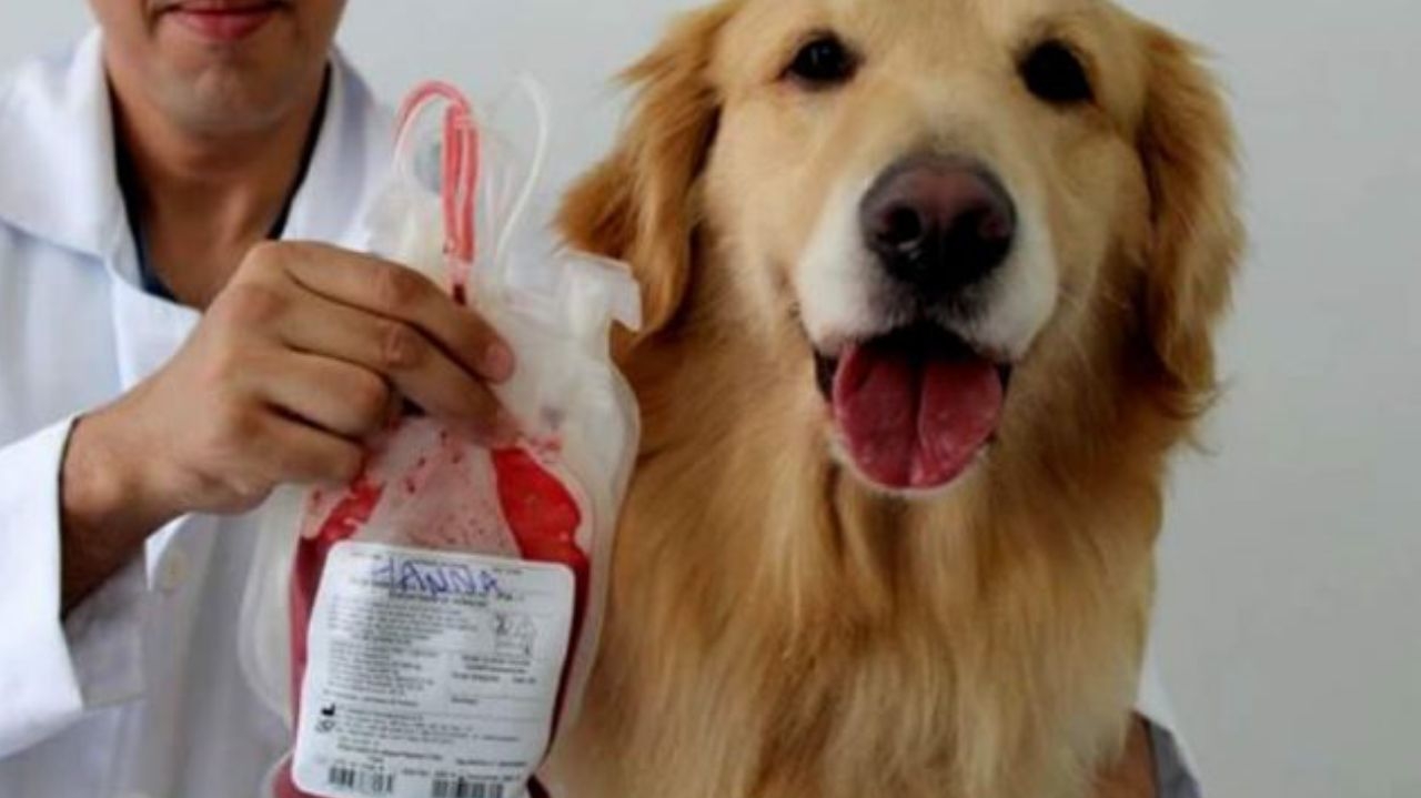 Pets salvando vidas: veja detalhes sobre a a doação de sangue de cães e gatos