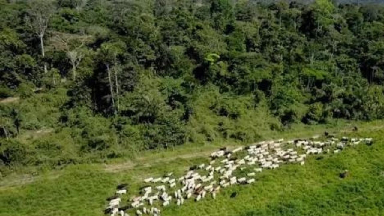 Amazônia se torna maior bioma com área de pastagens no Brasil