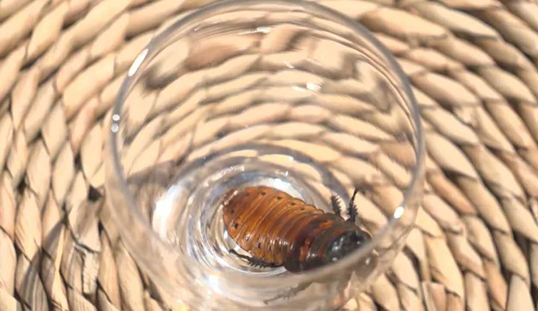 No Limite: Inseto e olho de cabra fazem parte da Prova da Comida