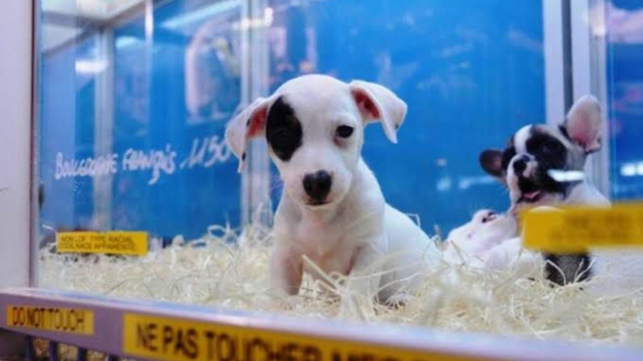 Tarcisío veta PL que proibiria venda de animais e apresenta nova proposta de regulamentação