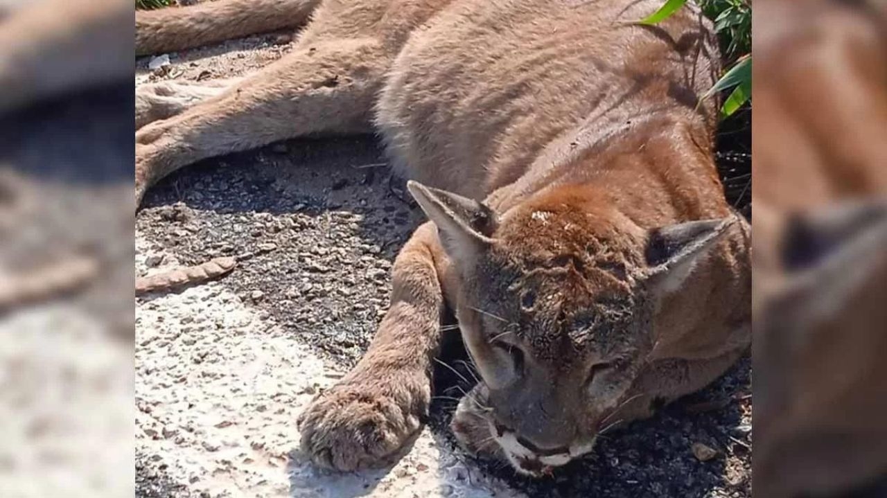 Bombeiros resgatam onça parda atropelada em rodovia