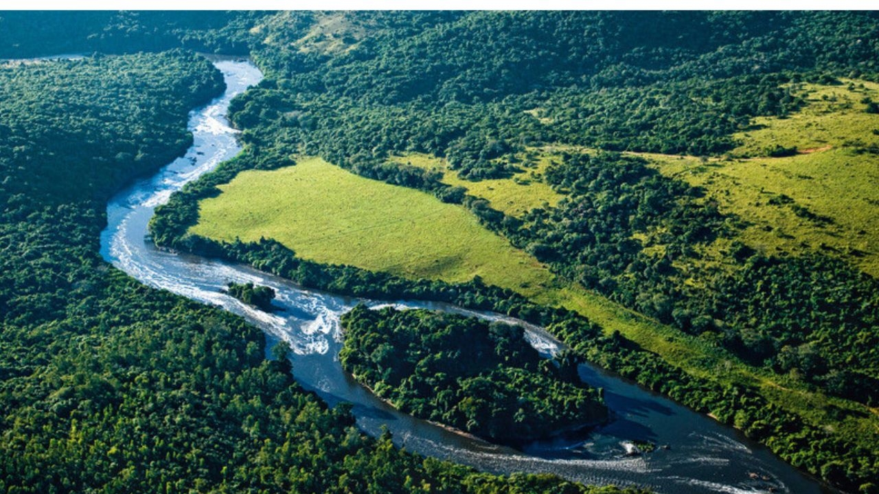 Mata Atlântica registra queda no percentual de desmatamento em 2023