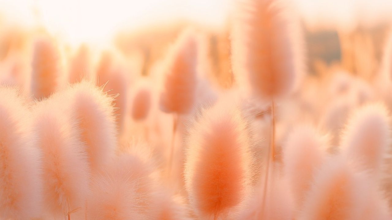 Pantone anuncia cor do ano para 2024: Peach Fuzz