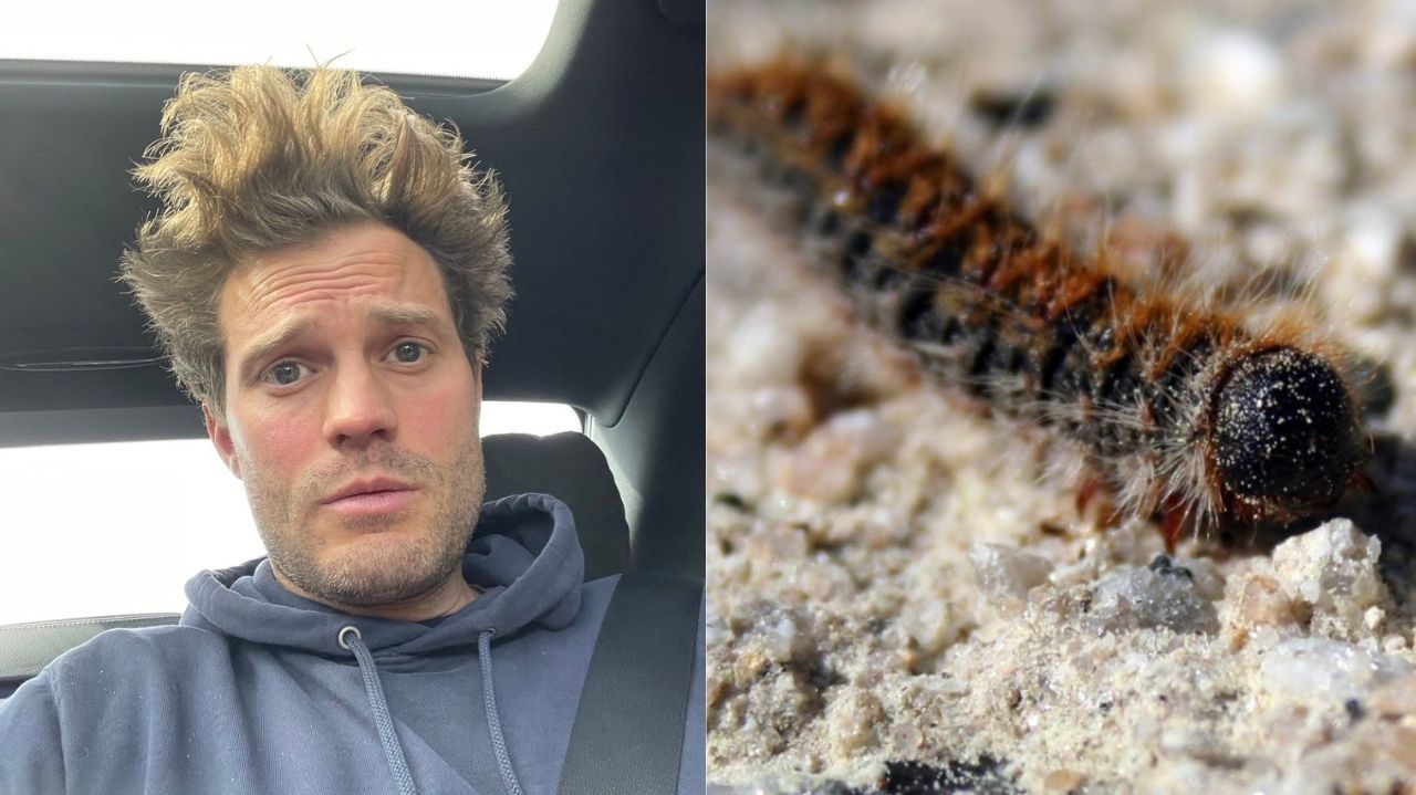 Jamie Dornan é internado após contato com lagarta tóxica