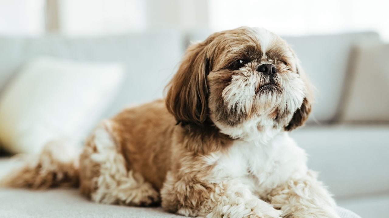 Saiba como prevenir e tratar dermatite atópica em cães