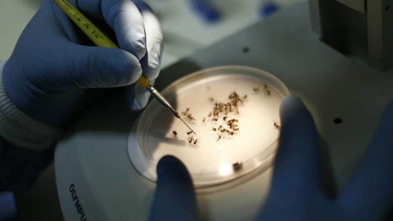 São Paulo enfrenta surto de dengue com nove mortes confirmadas