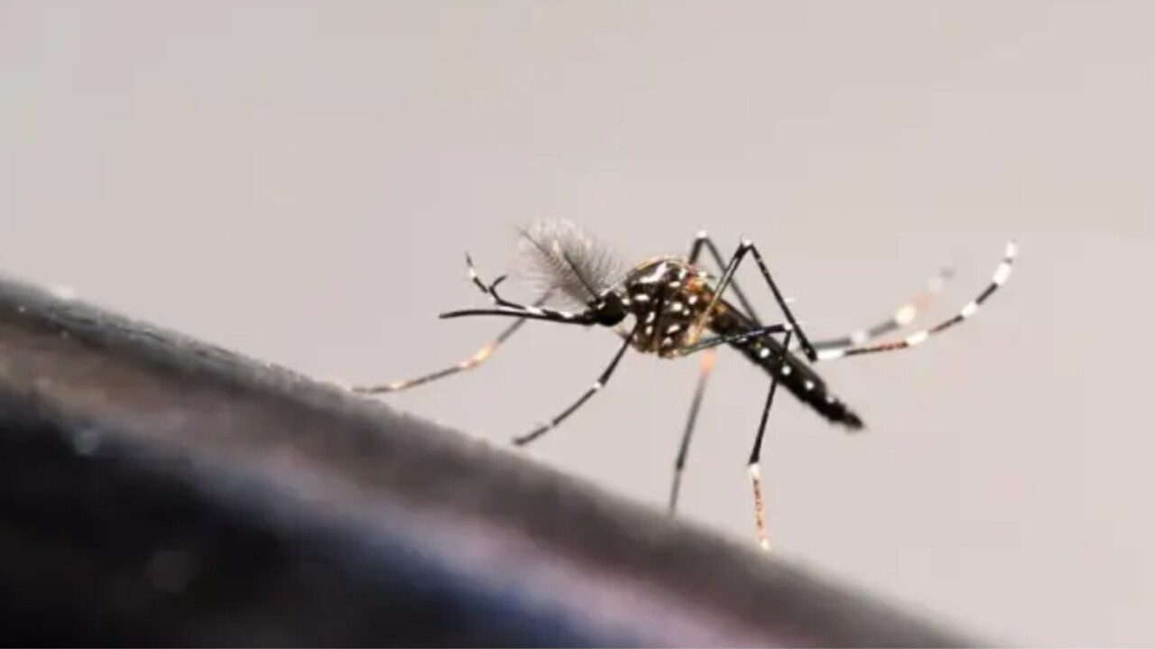 São Paulo tem 14 mil casos de dengue confirmados