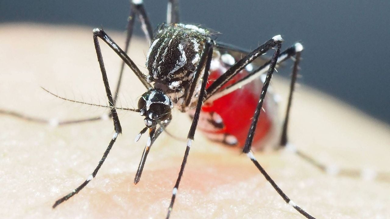 Dengue cresce rapidamente em São Paulo e atinge 92,6 mil casos