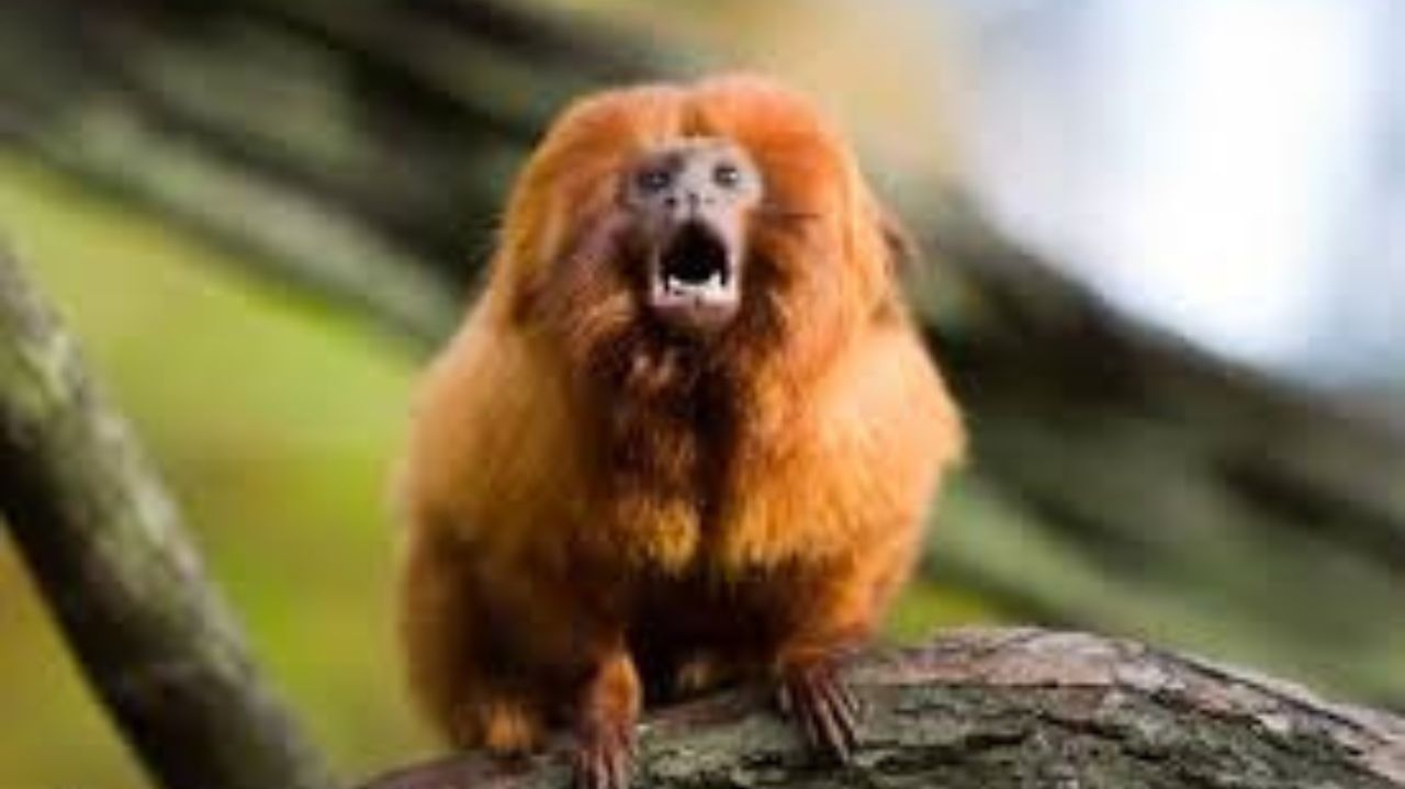 Animais silvestres ameaçados de extinção são encontrados e recuperados na África