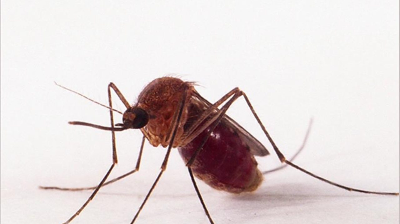 Febre do Oropouche: sintomas e riscos de nova epidemia no Brasil