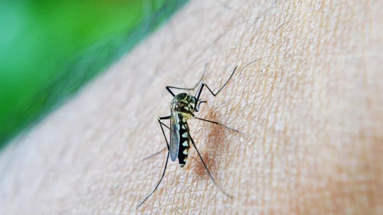 Secretaria de Saúde do Rio registra o maior número nos casos de dengue do mês