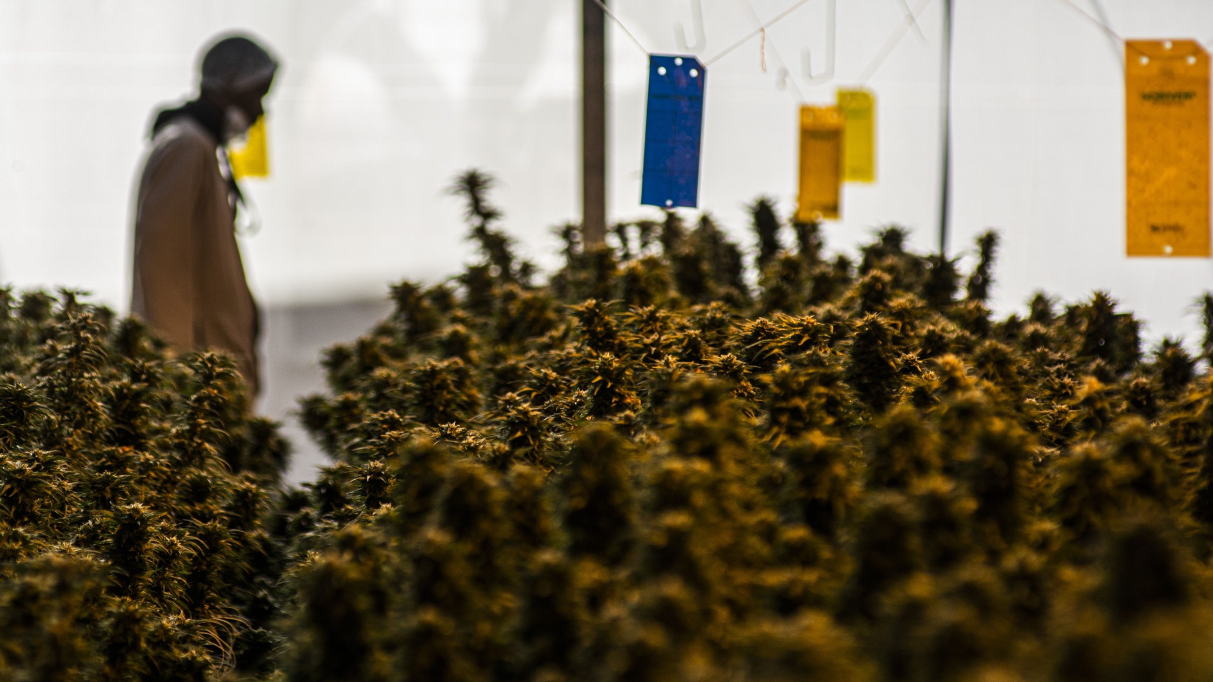 Mercado de cannabis projeta vendas de US$ 58 bilhões até 2028