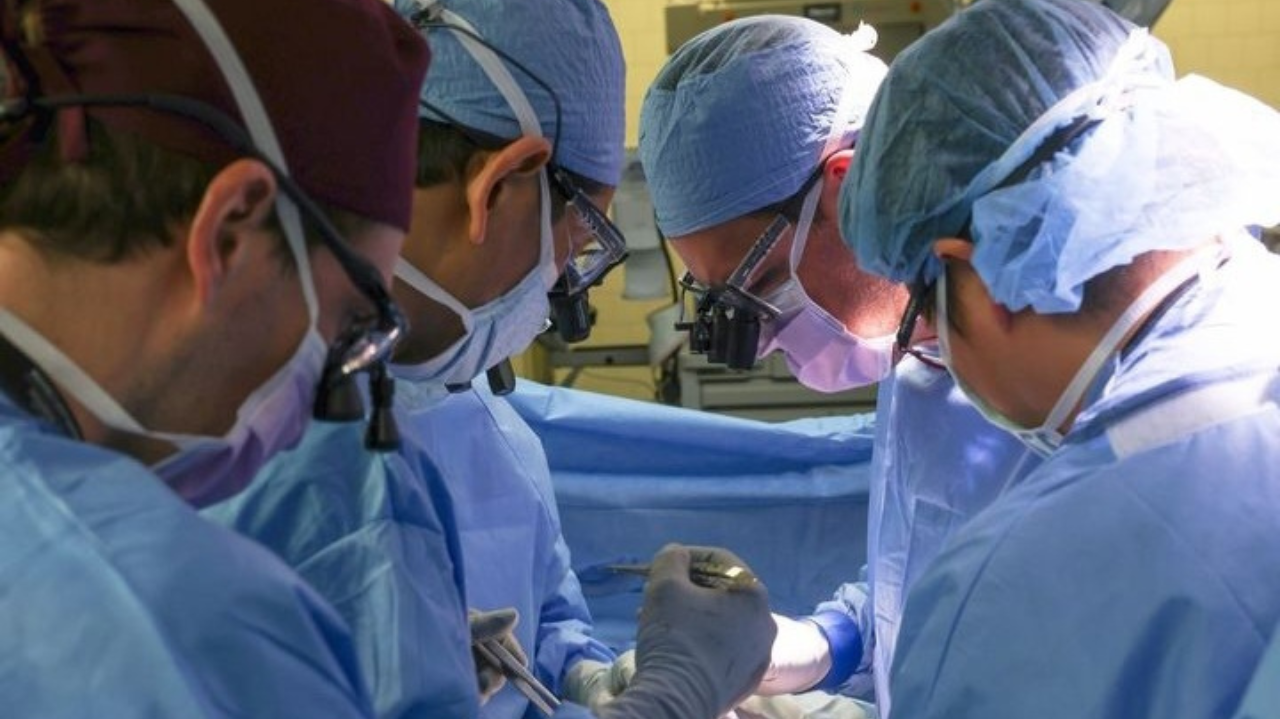 Saiba como e quais órgãos de porco podem ser usados no xenotransplante