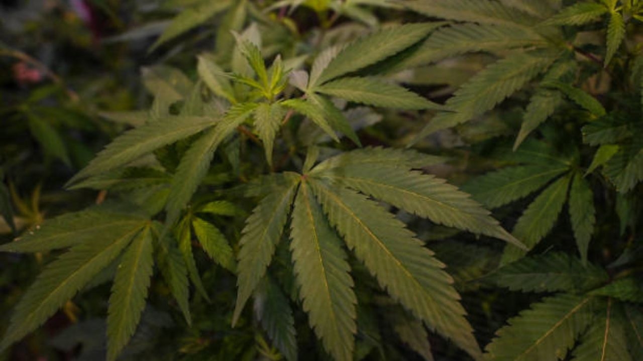 Uso diário de maconha pode aumentar risco de infarto