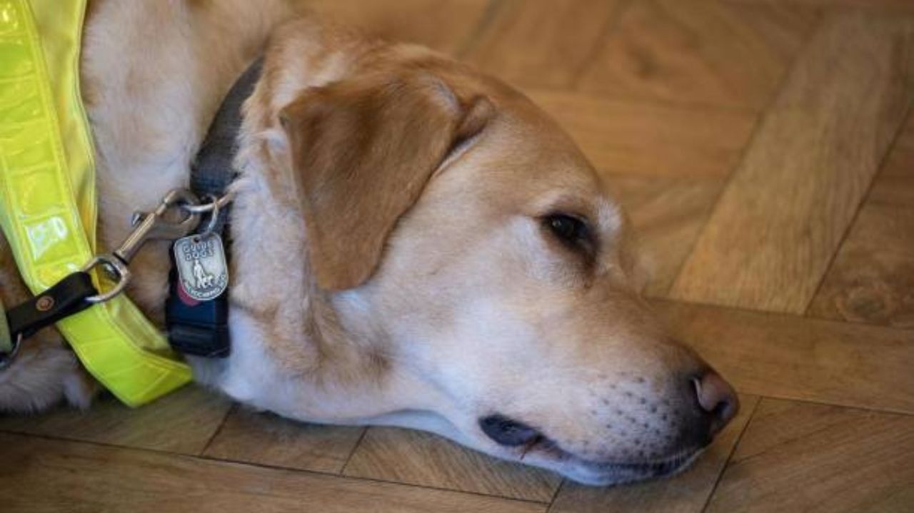 Pesquisa mostra que alguns cães podem identificar o estresse no hálito humano