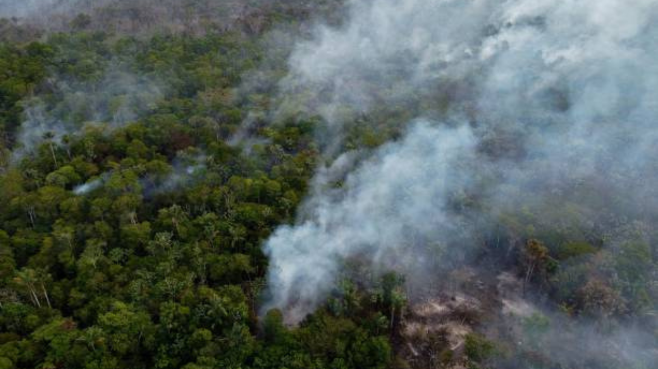 Brasil reduz desmatamento florestal em 36%