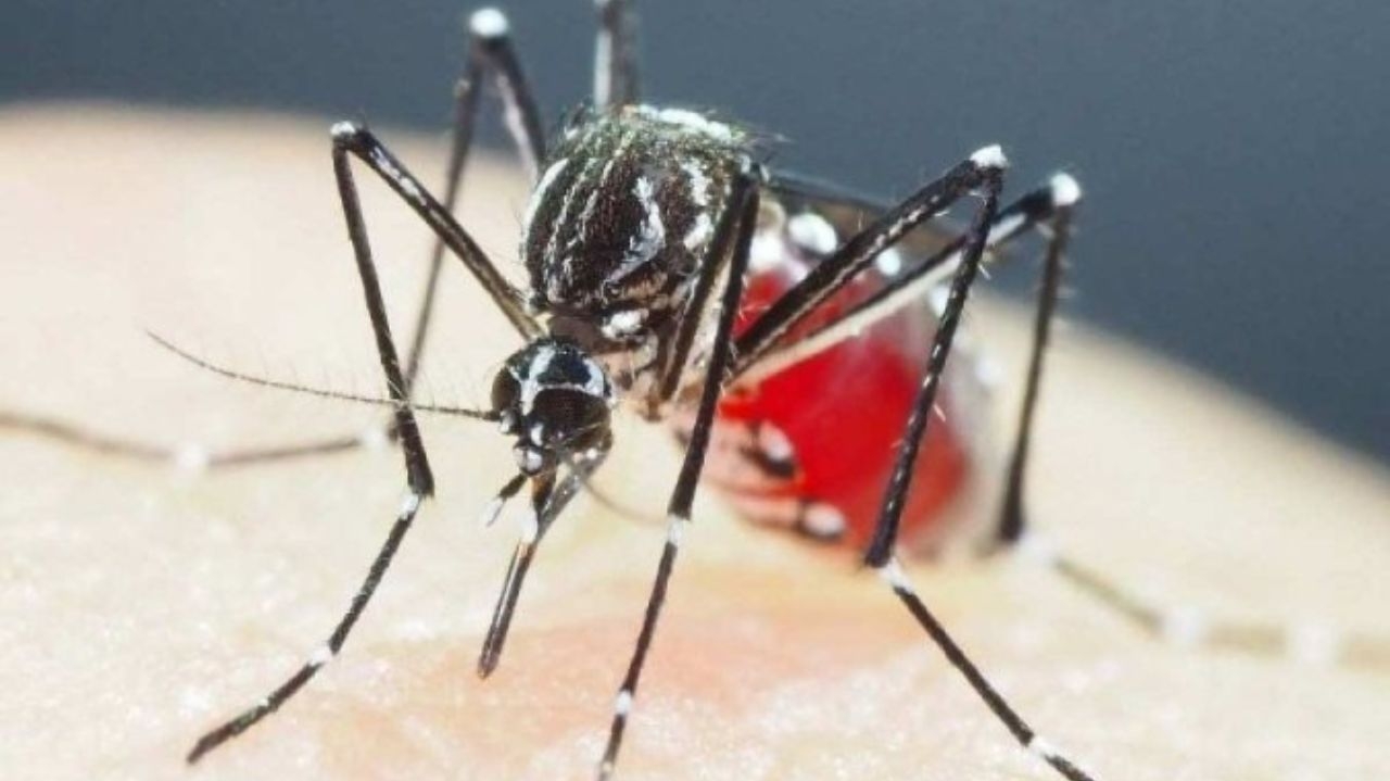 A epidemia da dengue chega no auge durante essa semana