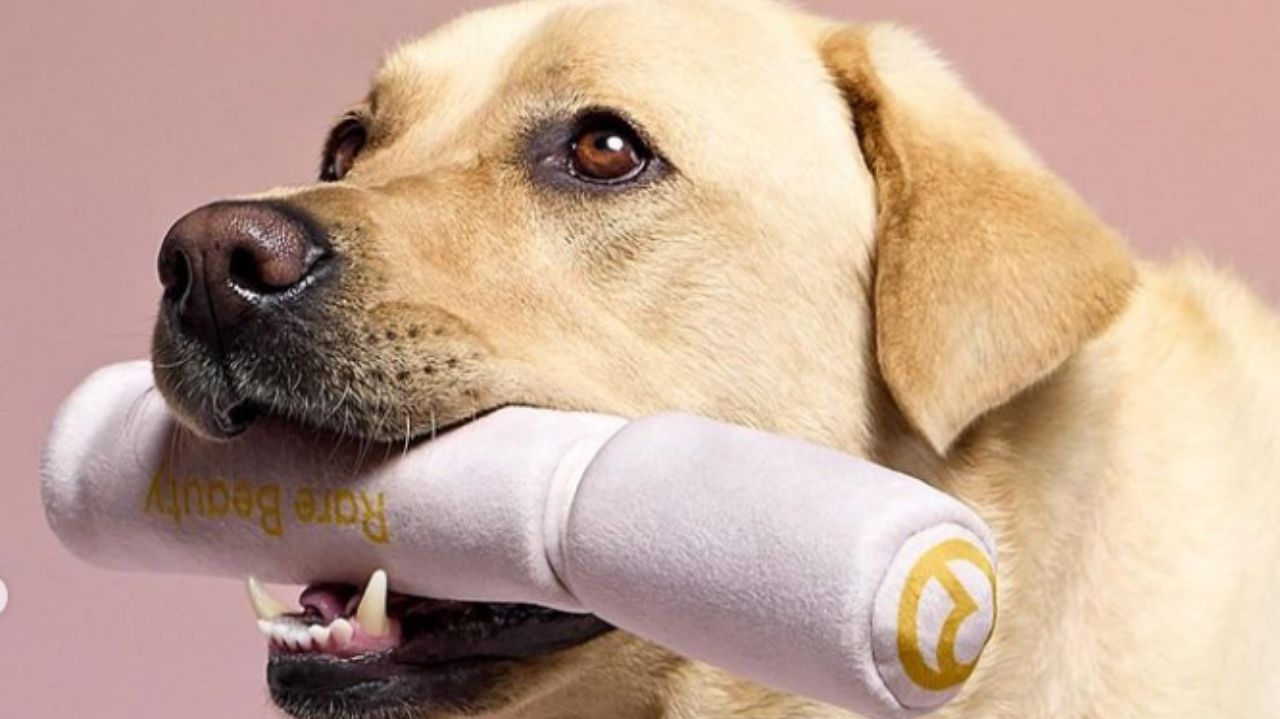 Rare Beauty lança brinquedos para pets