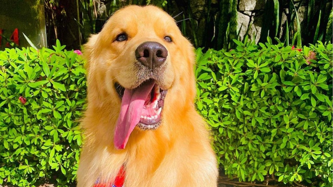 Gol tem dois dias para prestar esclarecimentos sobre a morte do cão Joca