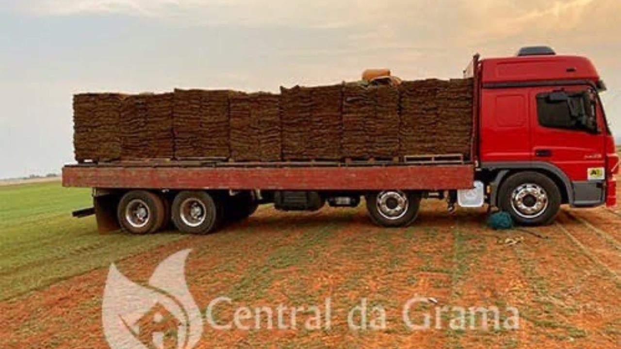Quais são os tipos de gramas?