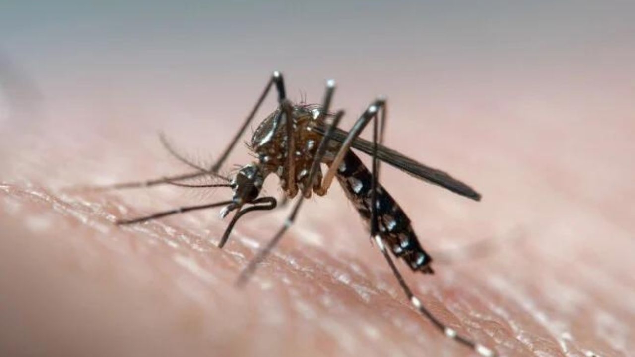 Brasil atinge número recorde de Dengue