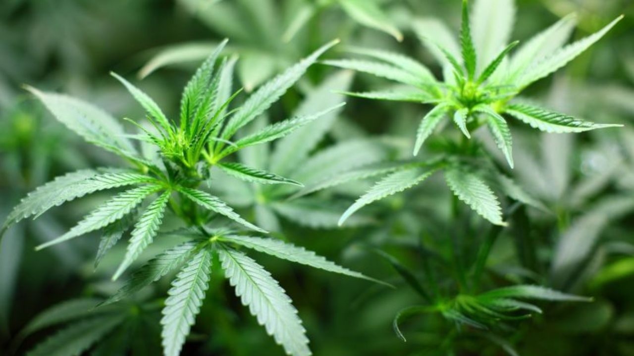 PEC aprovada criminaliza porte de qualquer quantidade de drogas