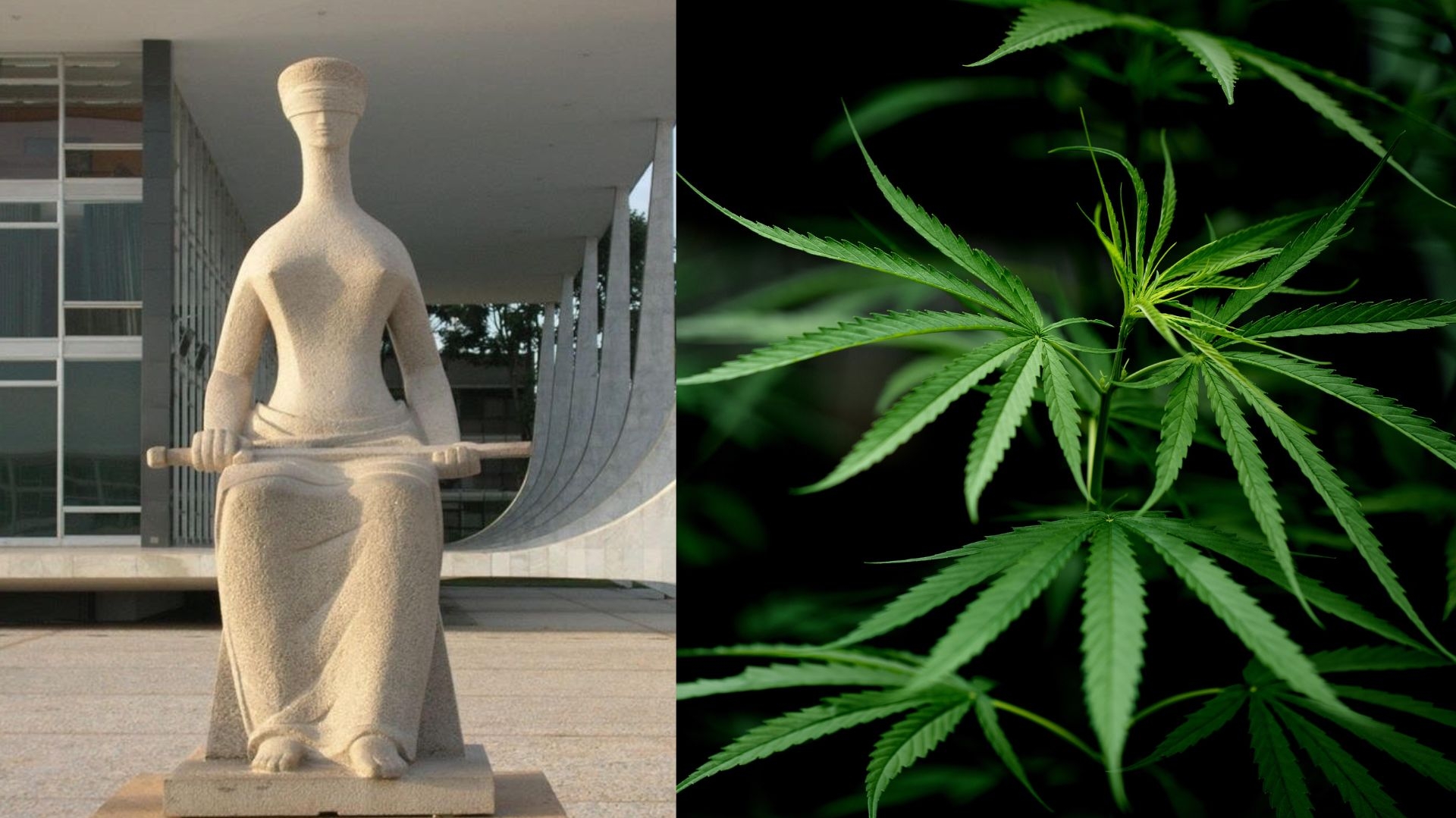 STF volta a discutir descriminalização da maconha