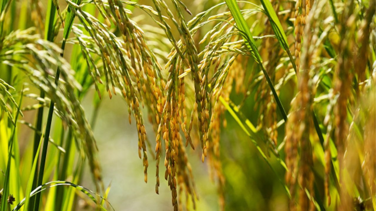 Confira as diretrizes do Plano Safra 2024/2025