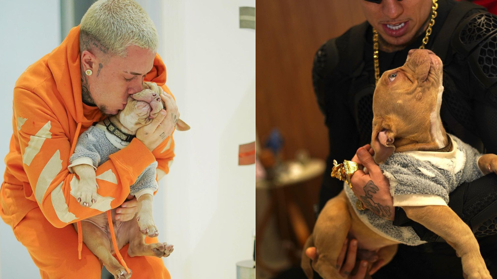 Cão de Mc Daniel morre afogado e cantor se pronuncia após críticas