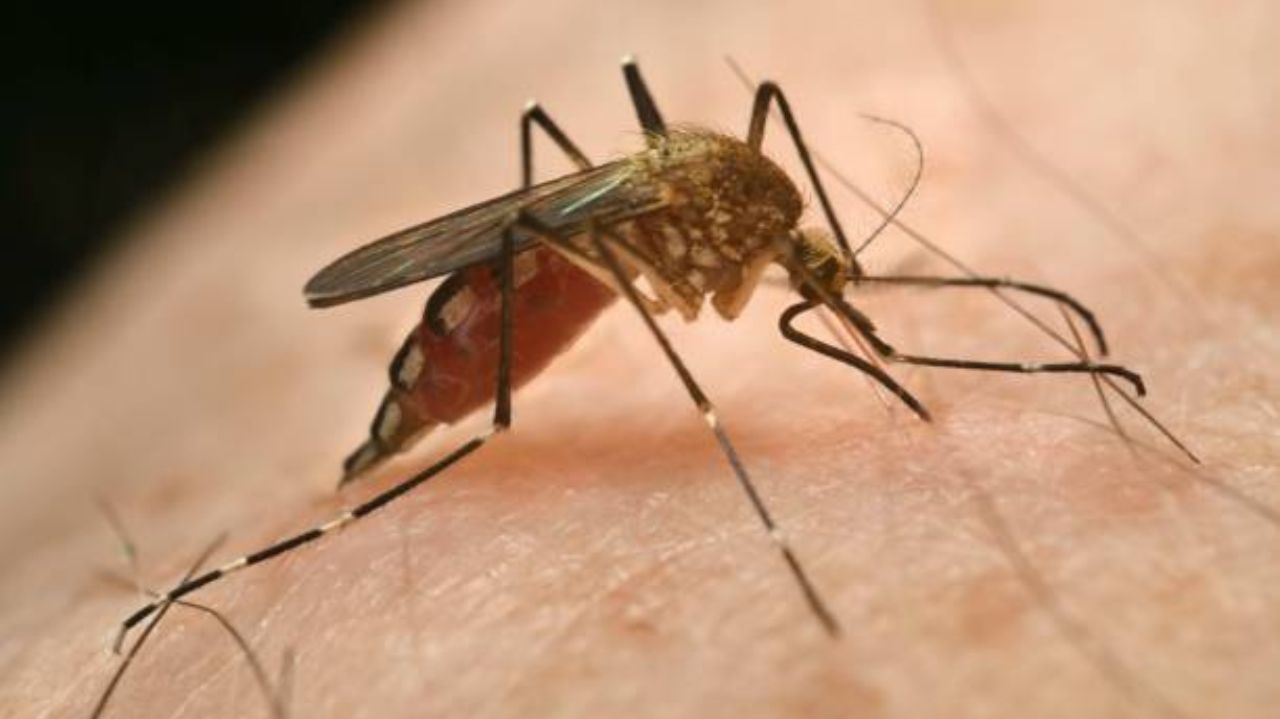 Ministério da Saúde confirma mortes da febre de oropouche na Bahia