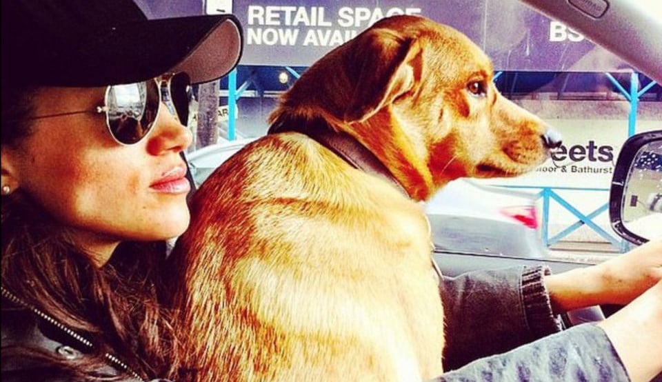 Príncipe Harry é motivo de Meghan Markle deixar seu cão para trás