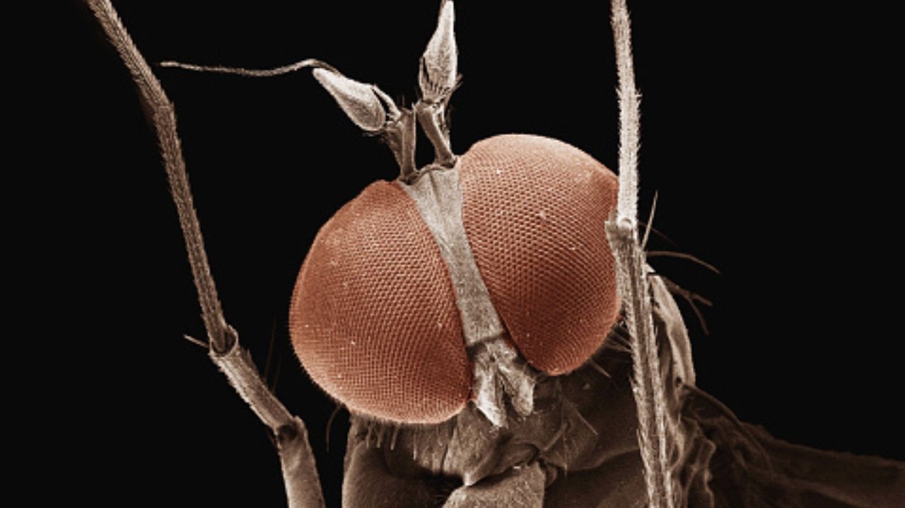 São Paulo registra mais três casos da febre de oropouche