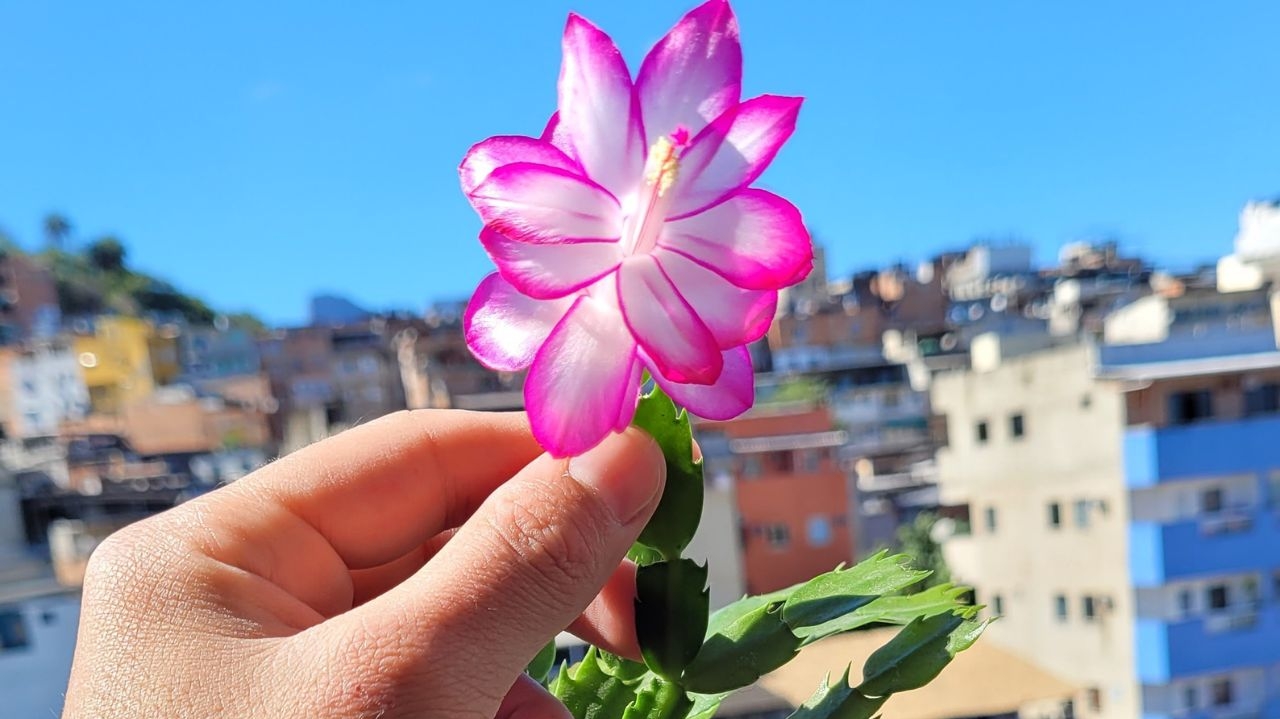 Efeitos da primavera já são sentidos no primeiro dia do mês de setembro