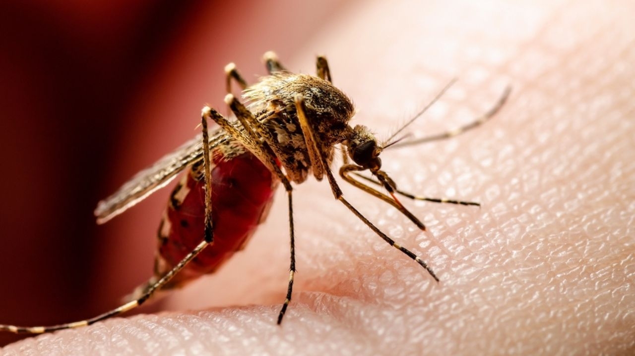 O Rio Grande do Norte registra o primeiro caso de febre Oropuche