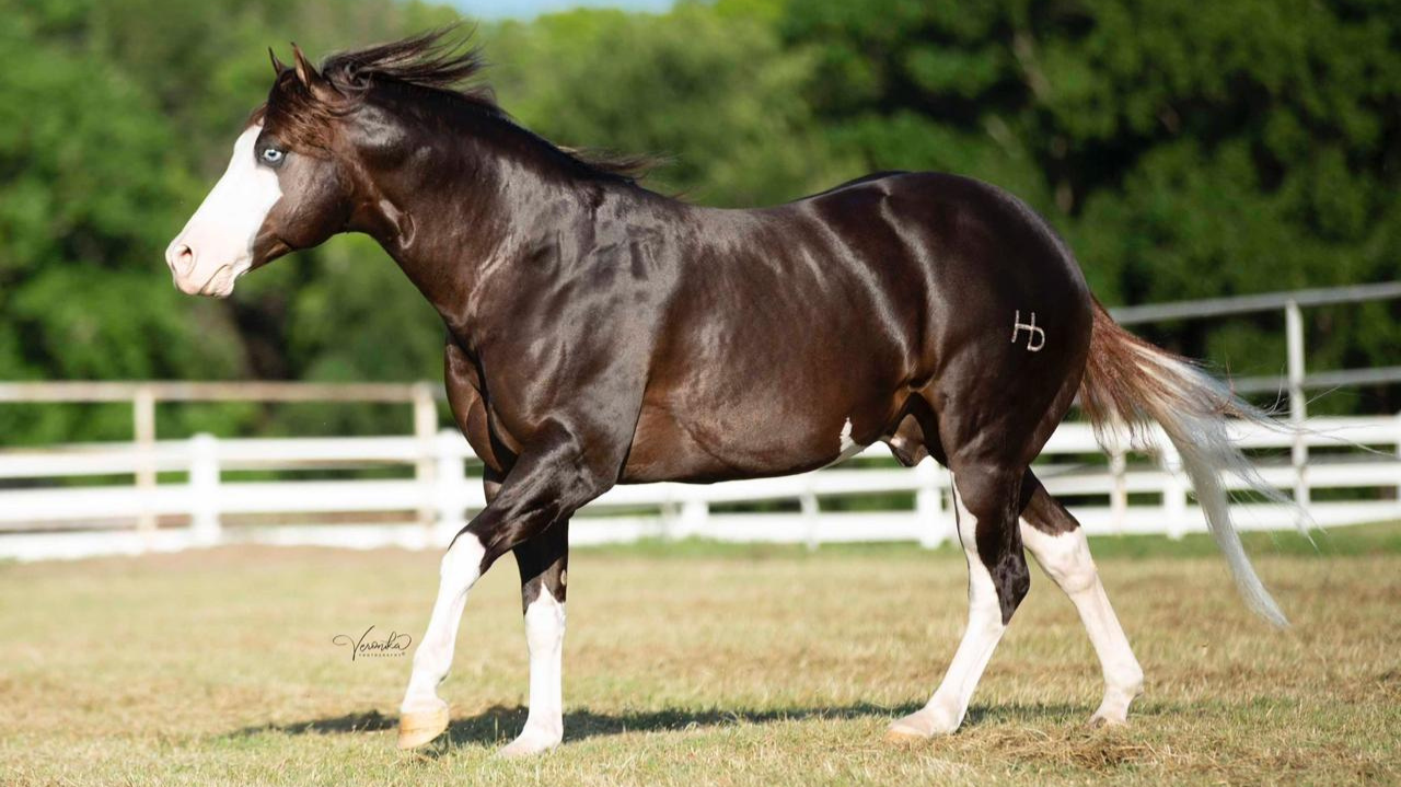 Um dos melhores garanhões do mundo é adquirido pelo Monte Sião Haras