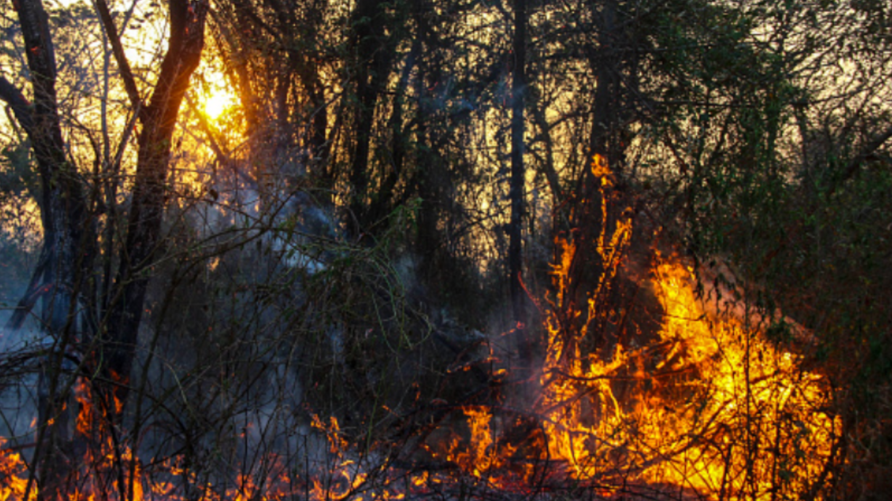 Queimadas históricas que vão além de causas “naturais”