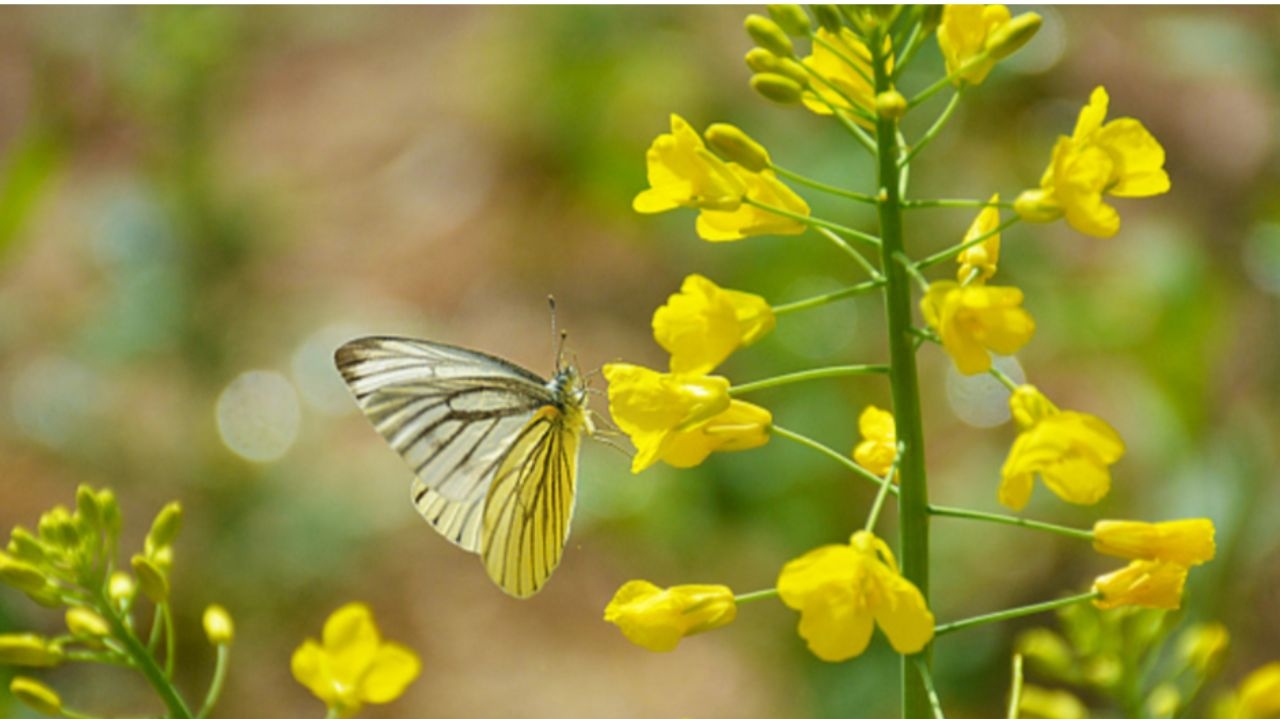 Primavera inicia hoje trazendo estabilidade climática
