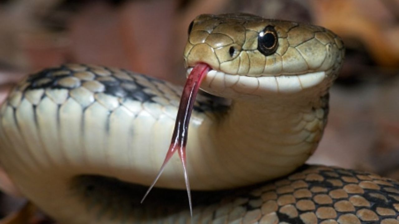 Brasil registra crescimento alarmante de acidentes com animais peçonhentos em 2023